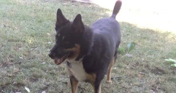 Rione, i cani attaccano ancora