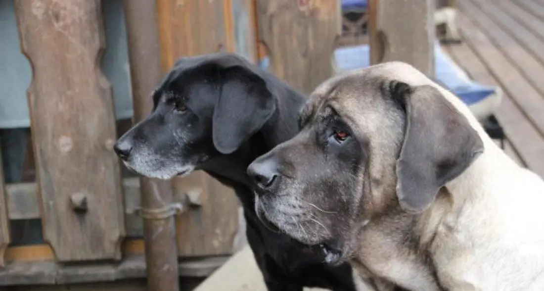 Cure e amore fino alla fine Ecco il primo hospice per cani
