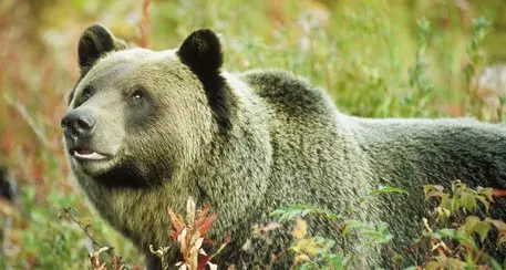 Usa: giudice blocca caccia a grizzly