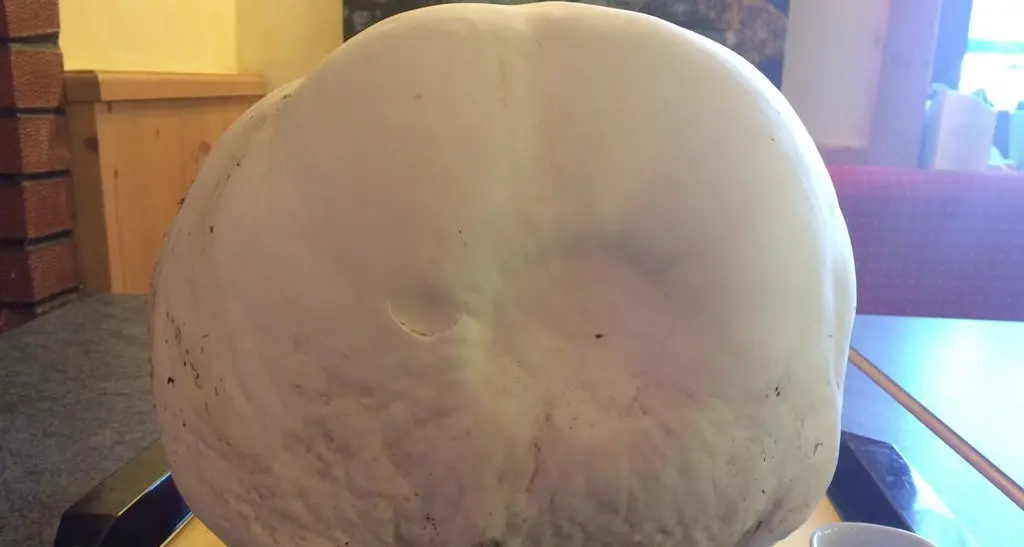 Una vescia record a malga Maia