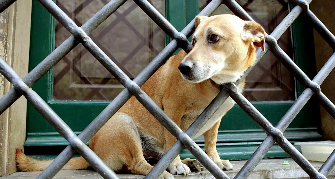 Animalisti: da ministra via libera a sottosegretario per gli animali