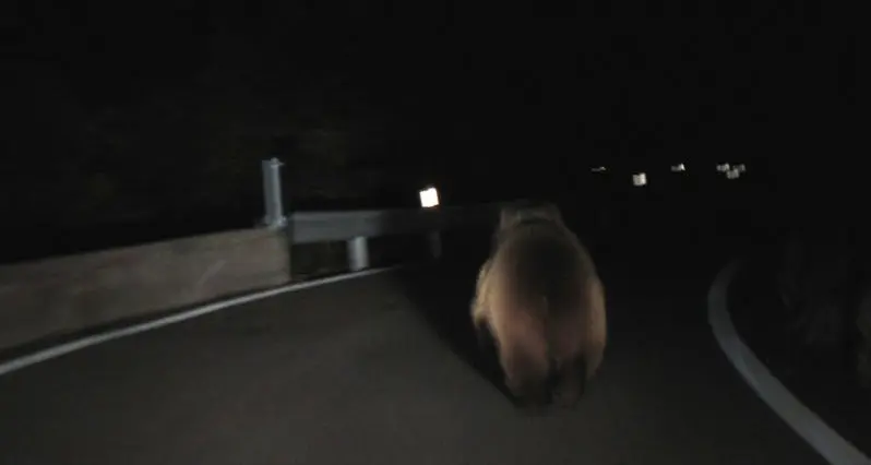 Orso investito sulla Gardesana Poi scappa nel bosco