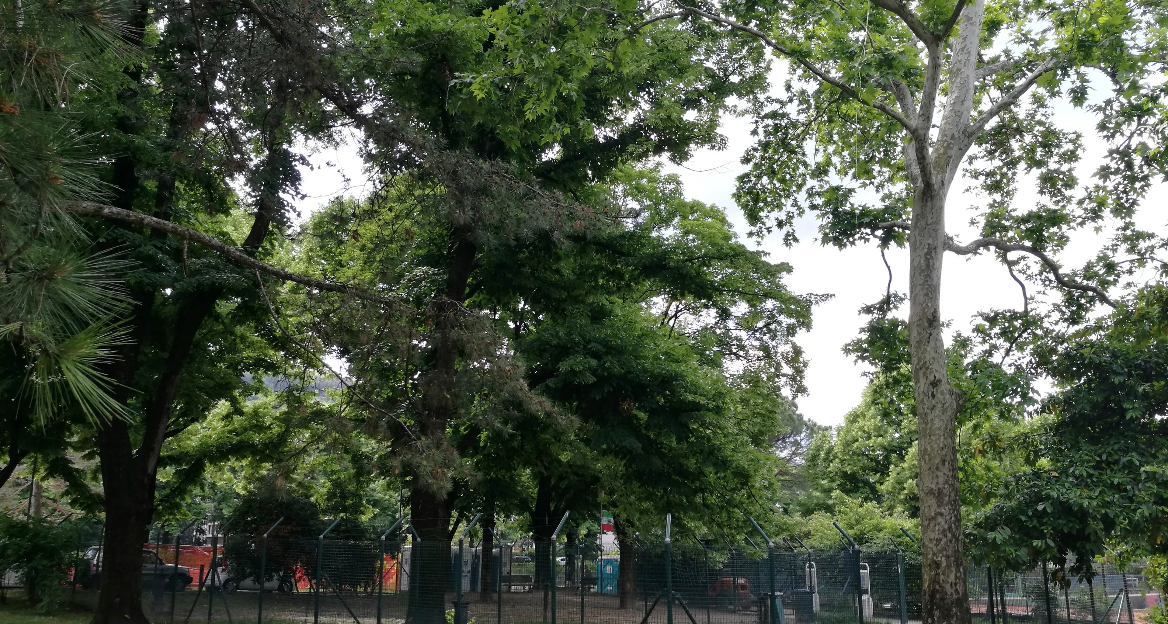 Rovereto, esposto in procura per salvare i tigli