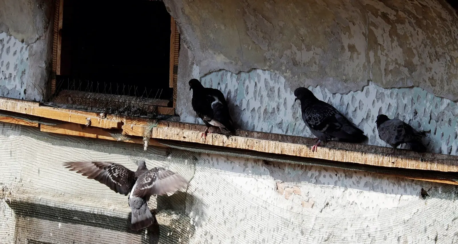 Riva, piccioni e topi invadono il centro