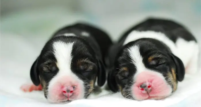 Traffico di cuccioli: sequestrati 61 cani e un allevamento abusivo