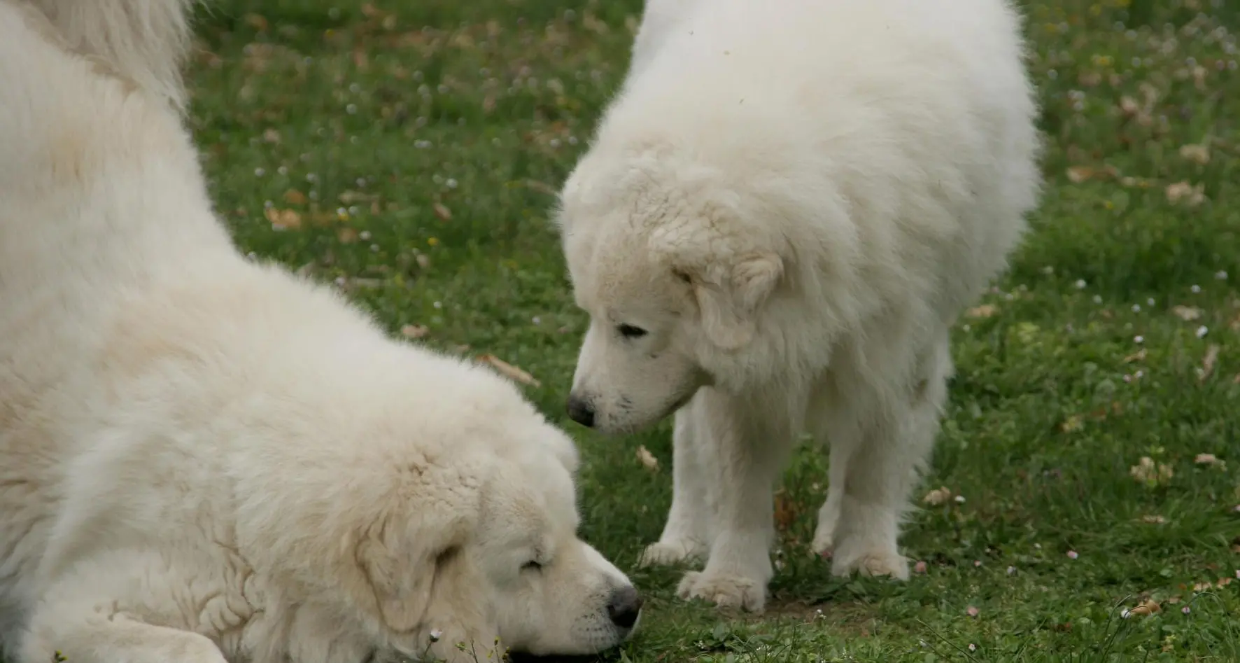 Cibo gratis per i cani da guardia contro il lupo nelle aziende agricole