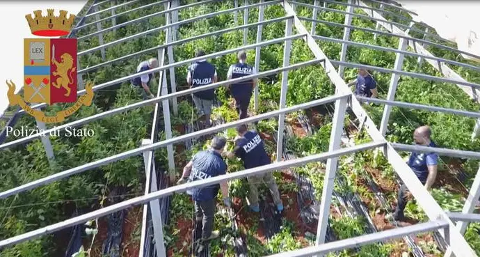 Un drone scopre una serra con 6 tonnellate di cannabis