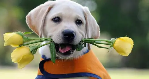 Un labrador in corsia per i bimbi malati di tumore