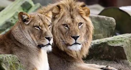 Germania: animali scappano da zoo