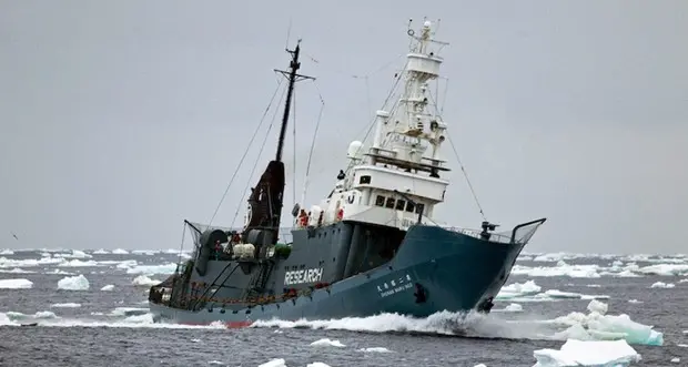 Baleniere giapponesi hanno ucciso 122 balene gravide