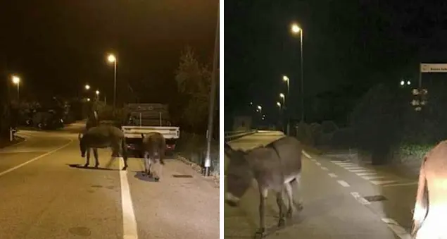 Smarriti due asini li trova il sindaco