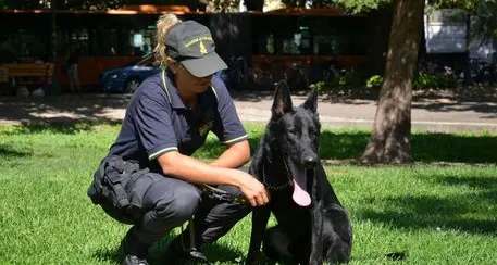 Il cane antidroga Escot scova 300 pasticche sul bus