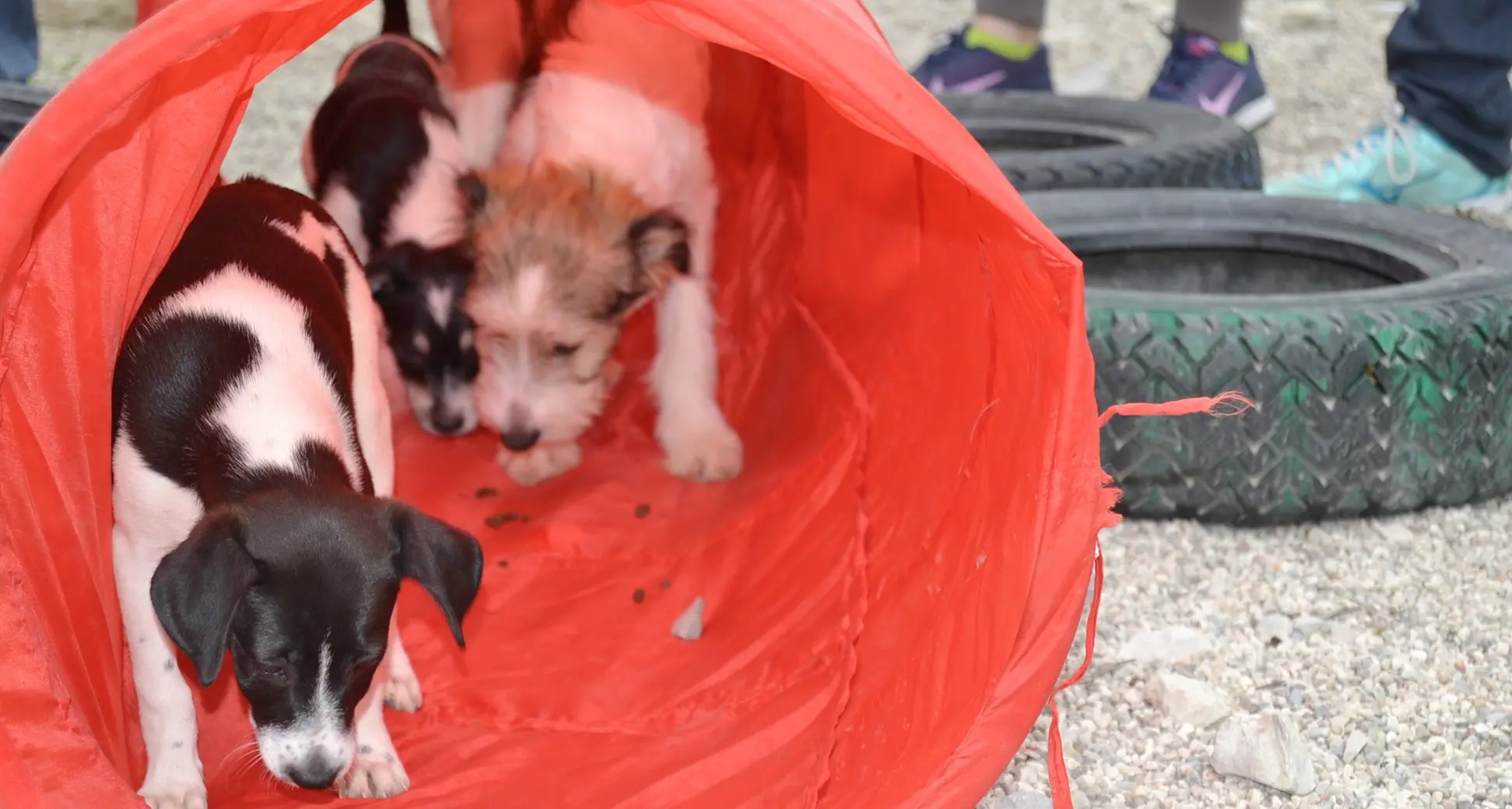 Viveva in un miniappartamento con 18 cani e 5 gatti