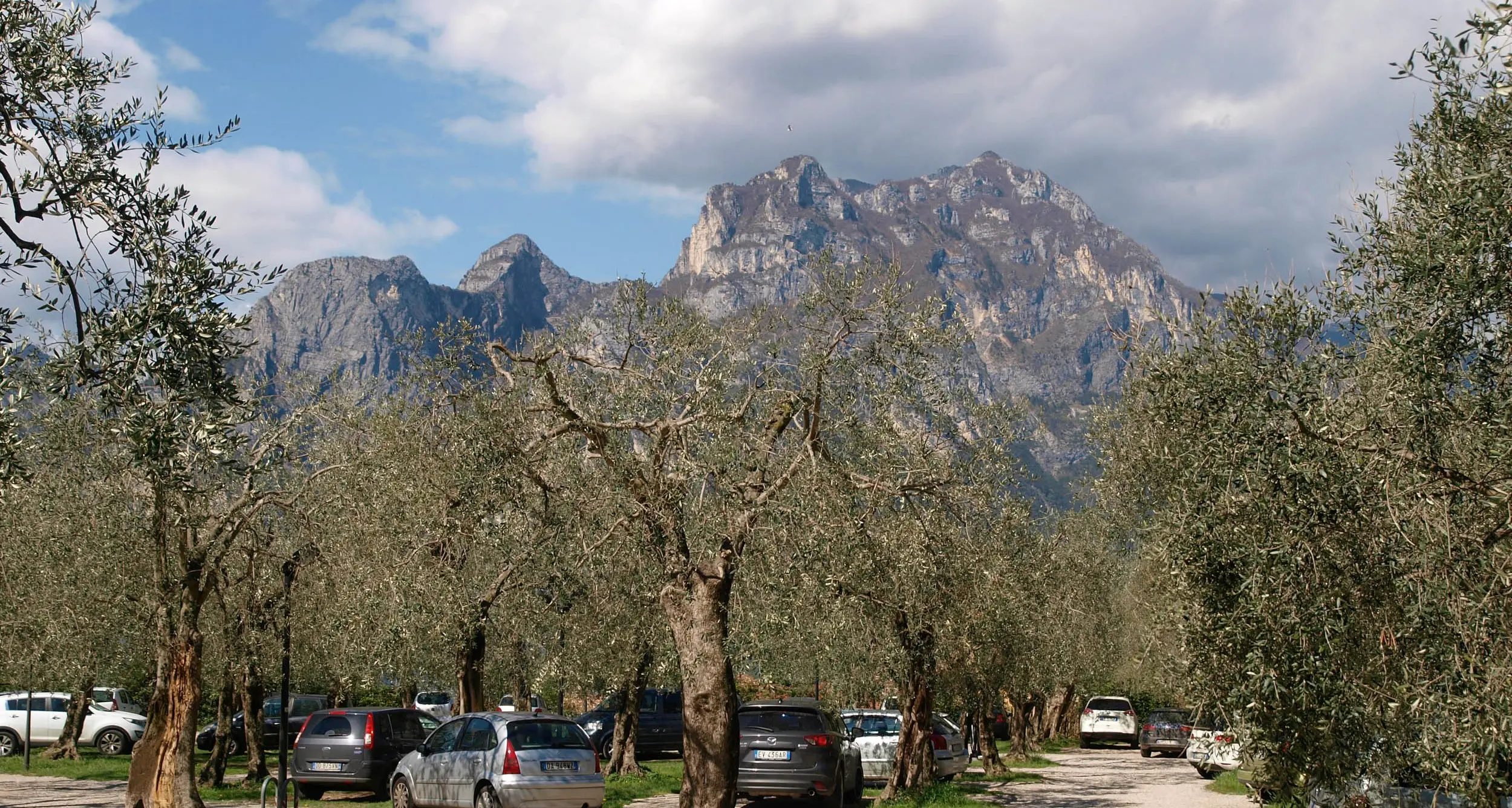 Il comune di Nago Torbole dà in gestione gratis 46 olivi