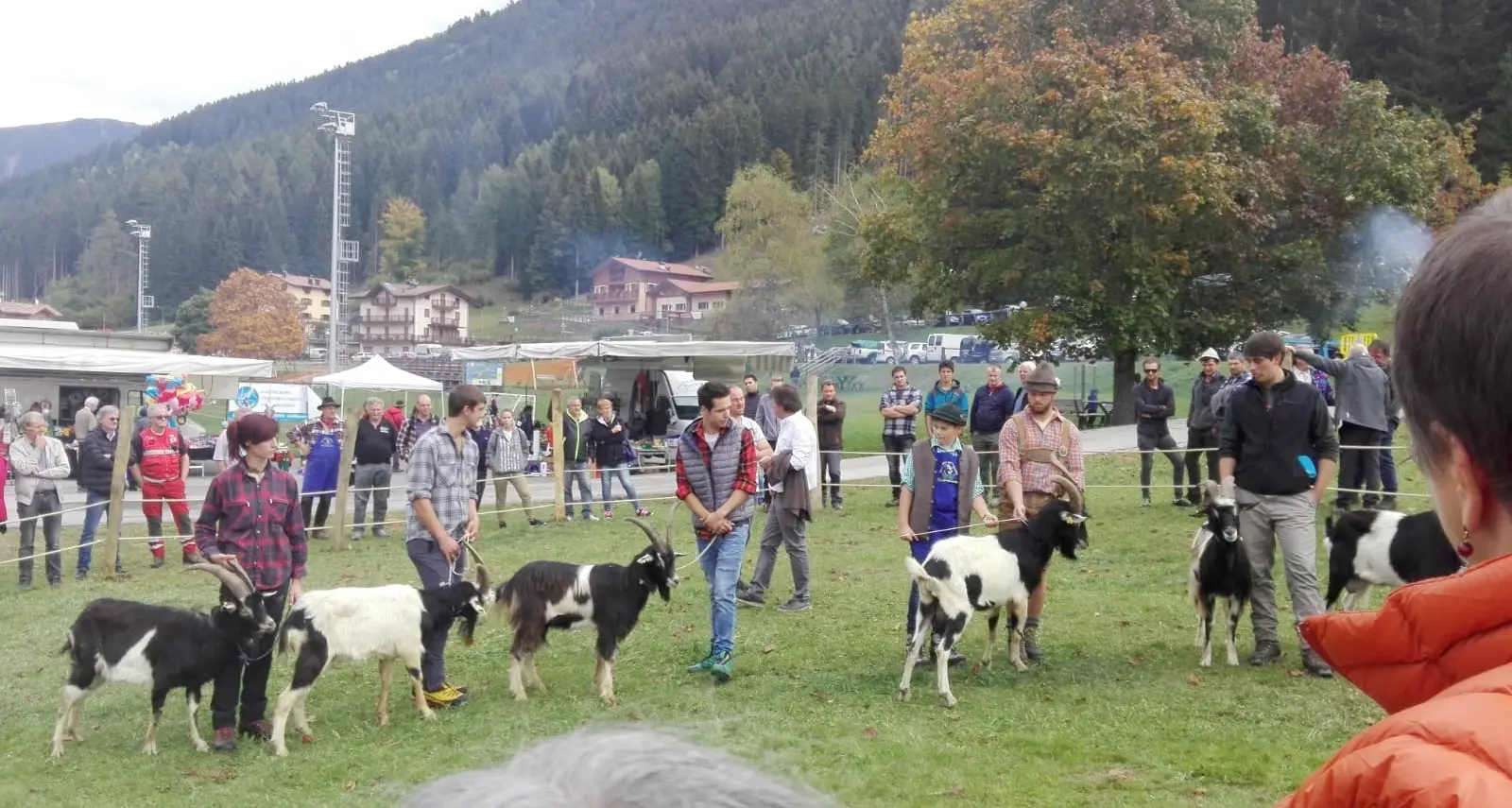A Bedollo la \"reginetta\" d'autunno è stata la capra pezzata mochena
