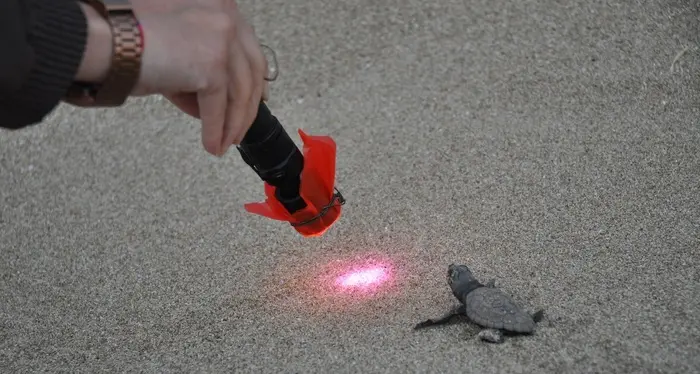 Boom di nascite di baby tartarughe marine in Italia