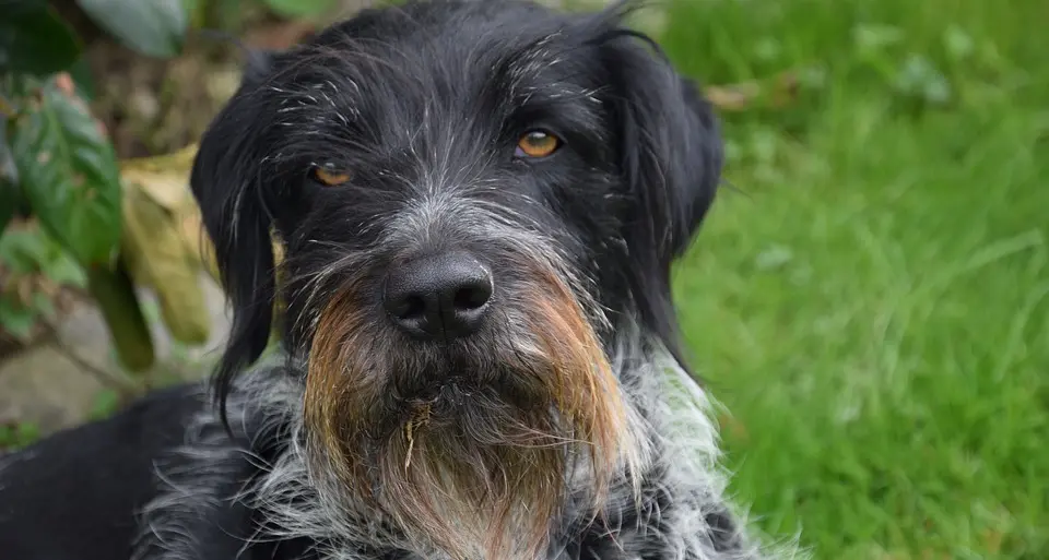 Cane gettato dal finestrino e ucciso: condannati padrone e veterinario