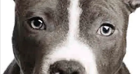 Pitbull morta, rischia 2 anni il padrone violento