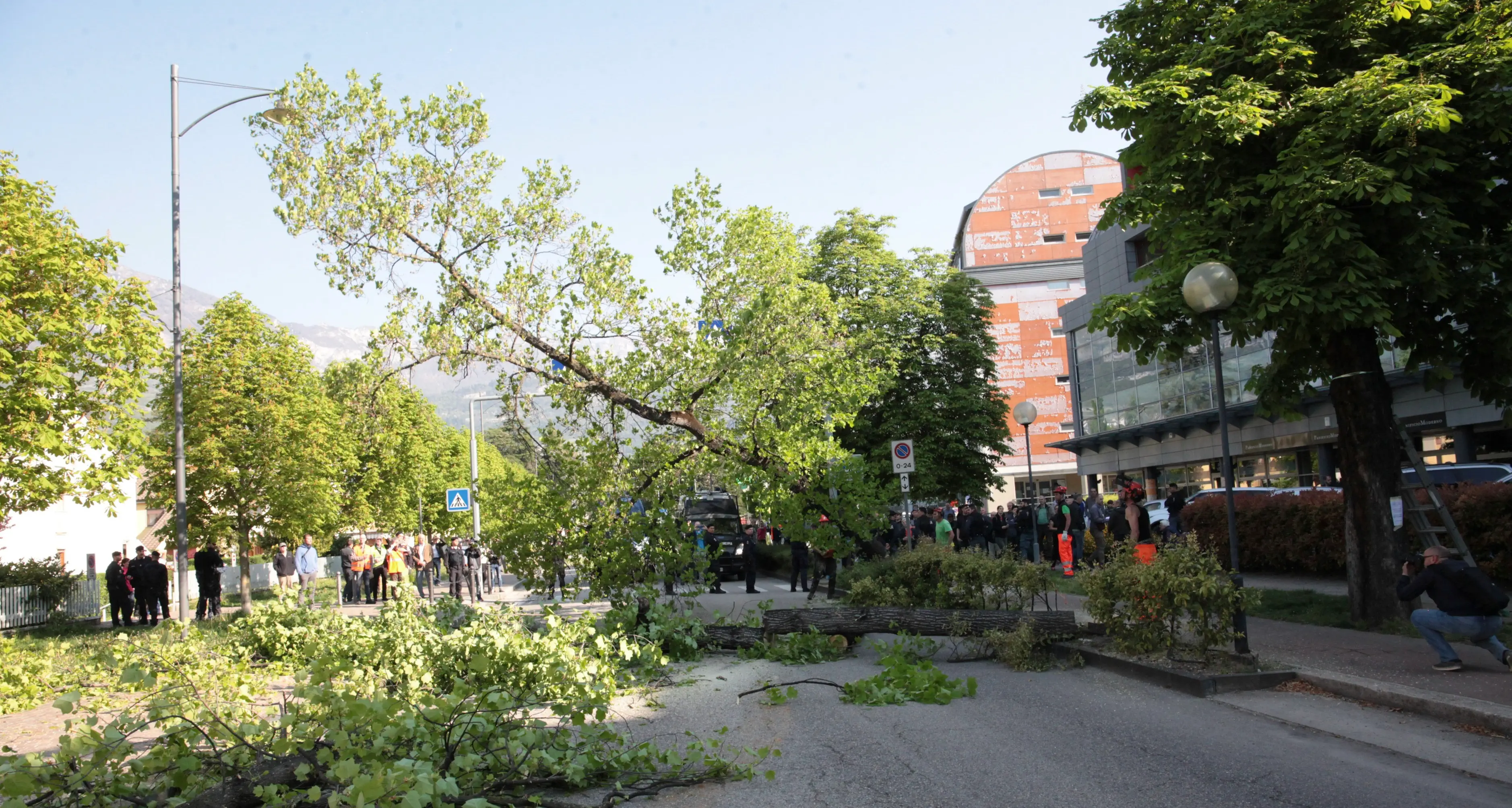 A Rovereto gli alberi sono trattati \"malissimo\"