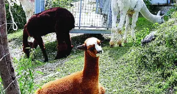 Artù, il cucciolo di alpaca che abita al «Casarota»