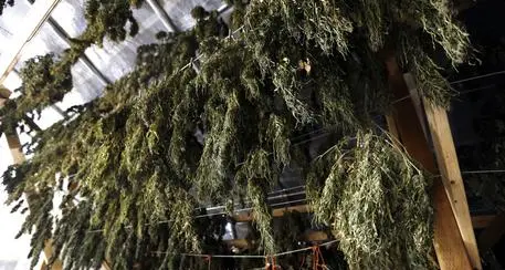 La Coca Cola prepara una bevanda che contiene marijuana