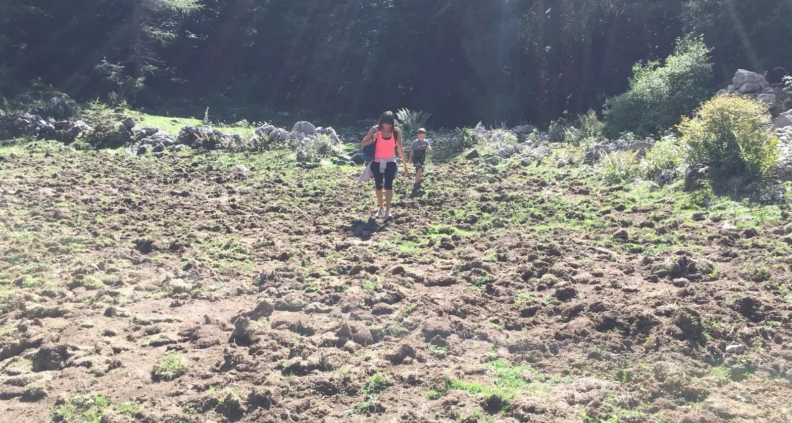 I cinghiali a Vallestrè ora sono un problema