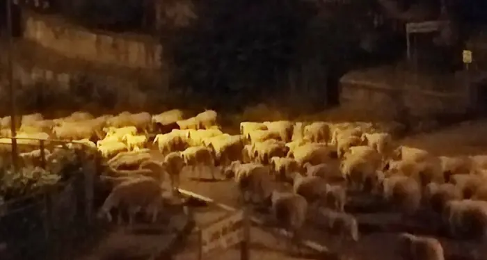 Migliaia di pecore a spasso a Trento durante la notte