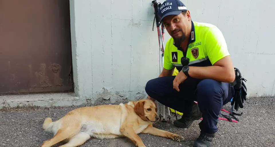 Val di Fassa, si cerca il padrone di un labrador ritrovato oggi