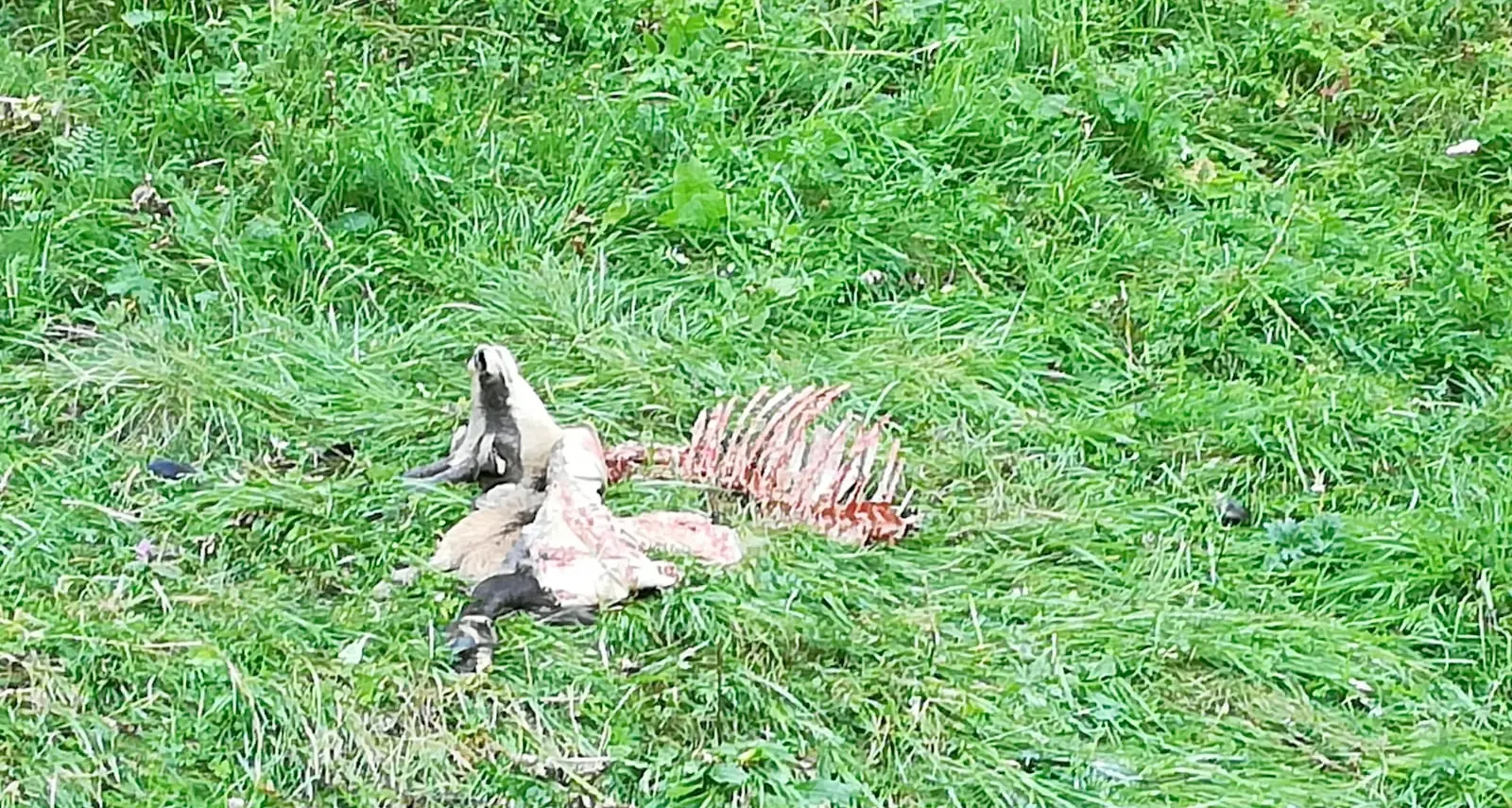 Folgaria, un lupo sbrana un camoscio