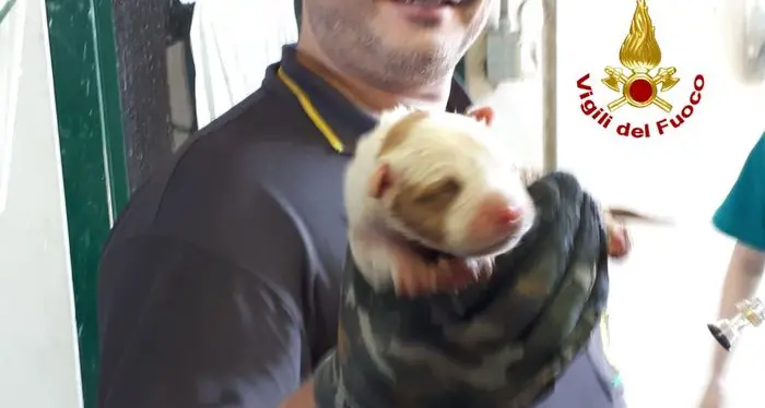 Cucciolo cade nello scarico Salvato dai vigili del fuoco