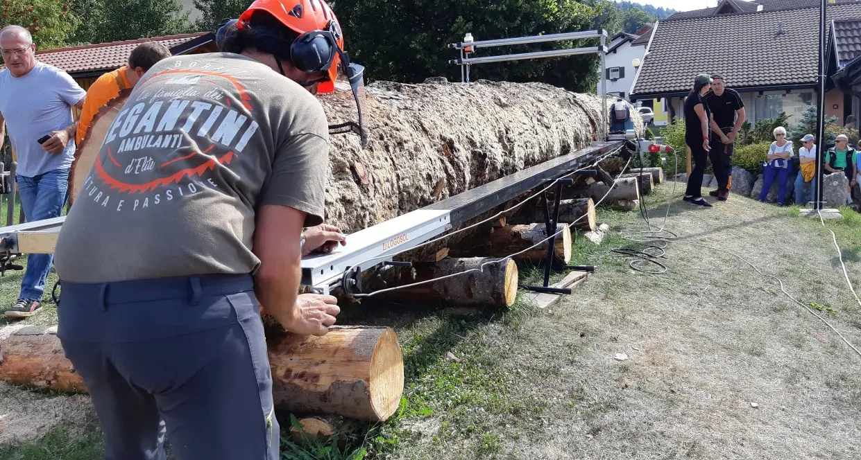 Il gigante «Avez del Prinzep» fatto a fette e venduto Fondi a musei e sentieri