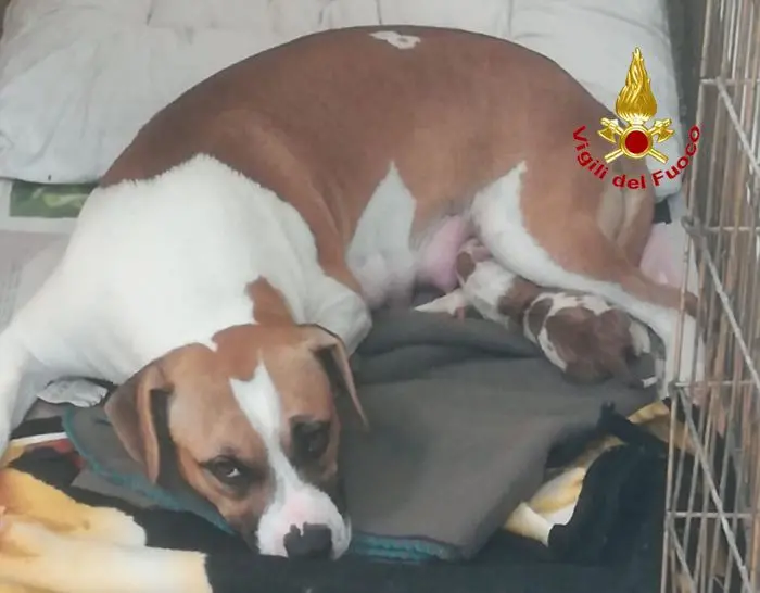Cucciolo cane salvato da vigili del fuoco a Milano vigili del fuoco
