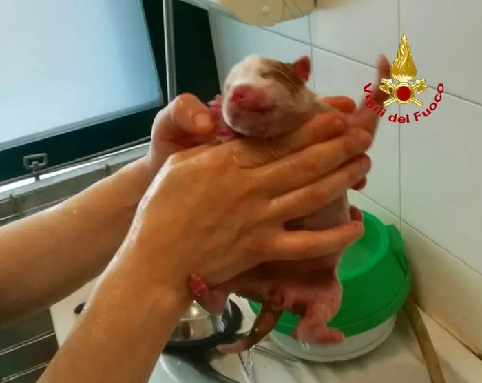 Cucciolo cane salvato da vigili del fuoco a Milano vigili del fuoco