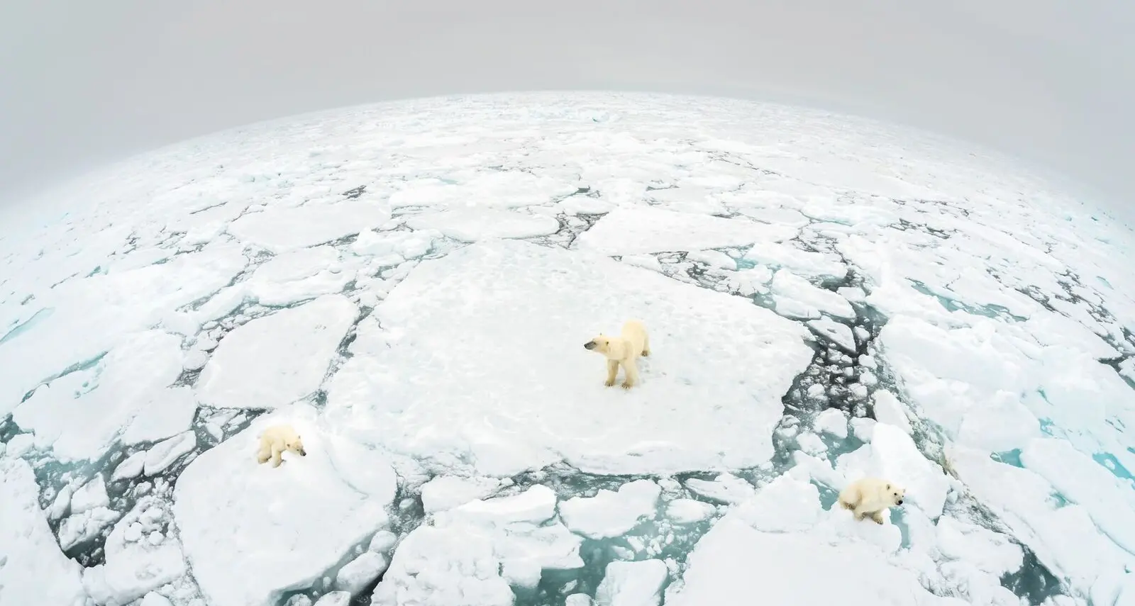 «Nel 2050 solo il 10% di superficie delle terre emerse in condizioni naturali»