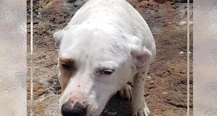 Cane gettato in mare e salvato Ministro Costa: pene più severe