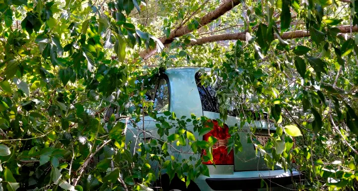 Maltempo: la pianta cade e schiaccia l'auto parcheggiata
