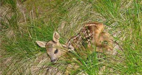 Forestali: «Non toccare piccoli di capriolo e cervo»