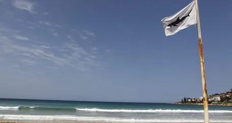 Uno squalo uccide surfer a Cape Cod