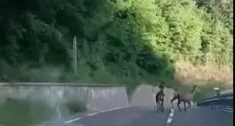Una corsa sulla statale: cervi in contromano a Torchio