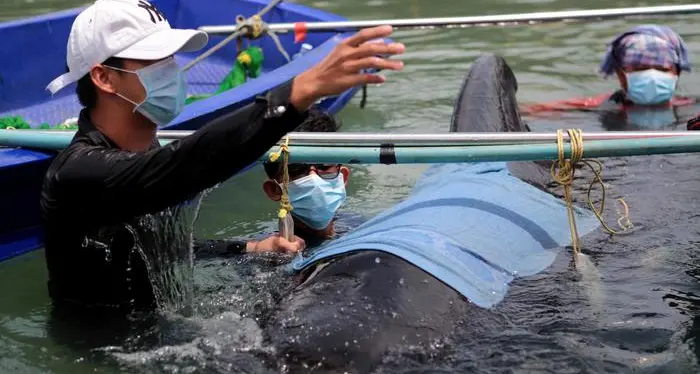 Una balena uccisa da 80 buste di plastica nello stomaco