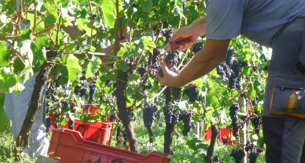 Esperti di vino a sostegno dell'ambiente