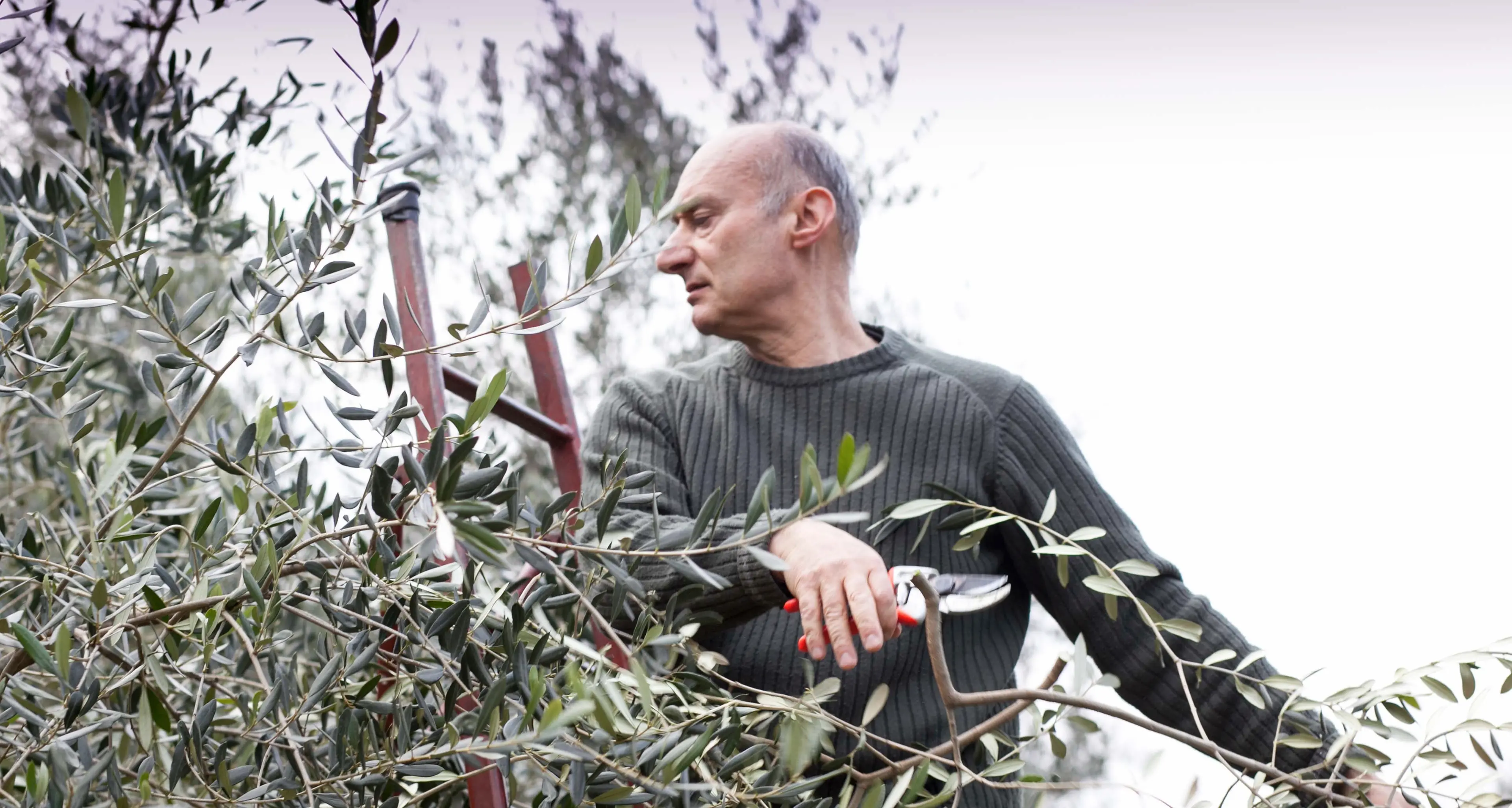 Garda Trentino, olio più buono ma l'extravergine resta in casa