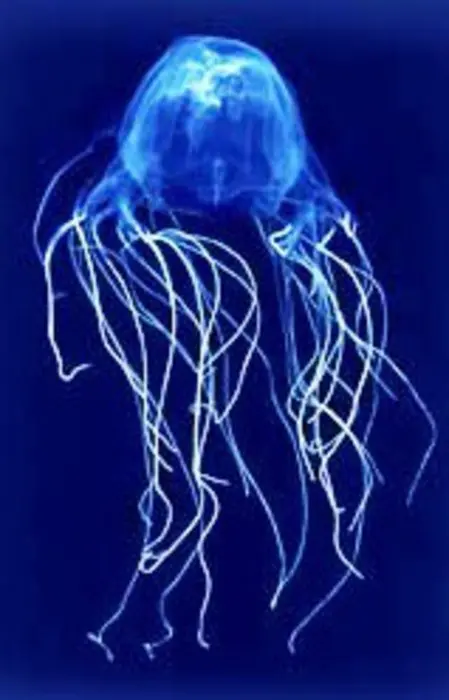 La vespa di Mare, la medusa che uccide in un minuto