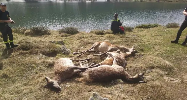 Cerve affogate nel lago Forse spaventate dai lupi