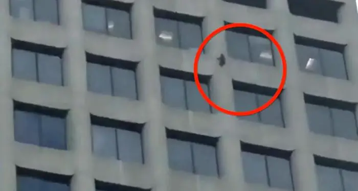 Usa: procione scala edificio Ubs e diventa star del web