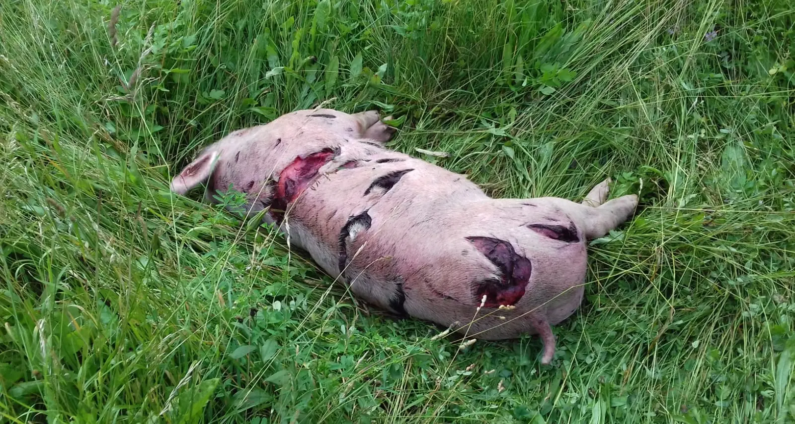 Orso in val Daone, strage di maiali