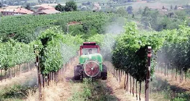Viticoltura, produttori preoccupati Restrizioni Ue sul rame, ma non c'è un'alternativa