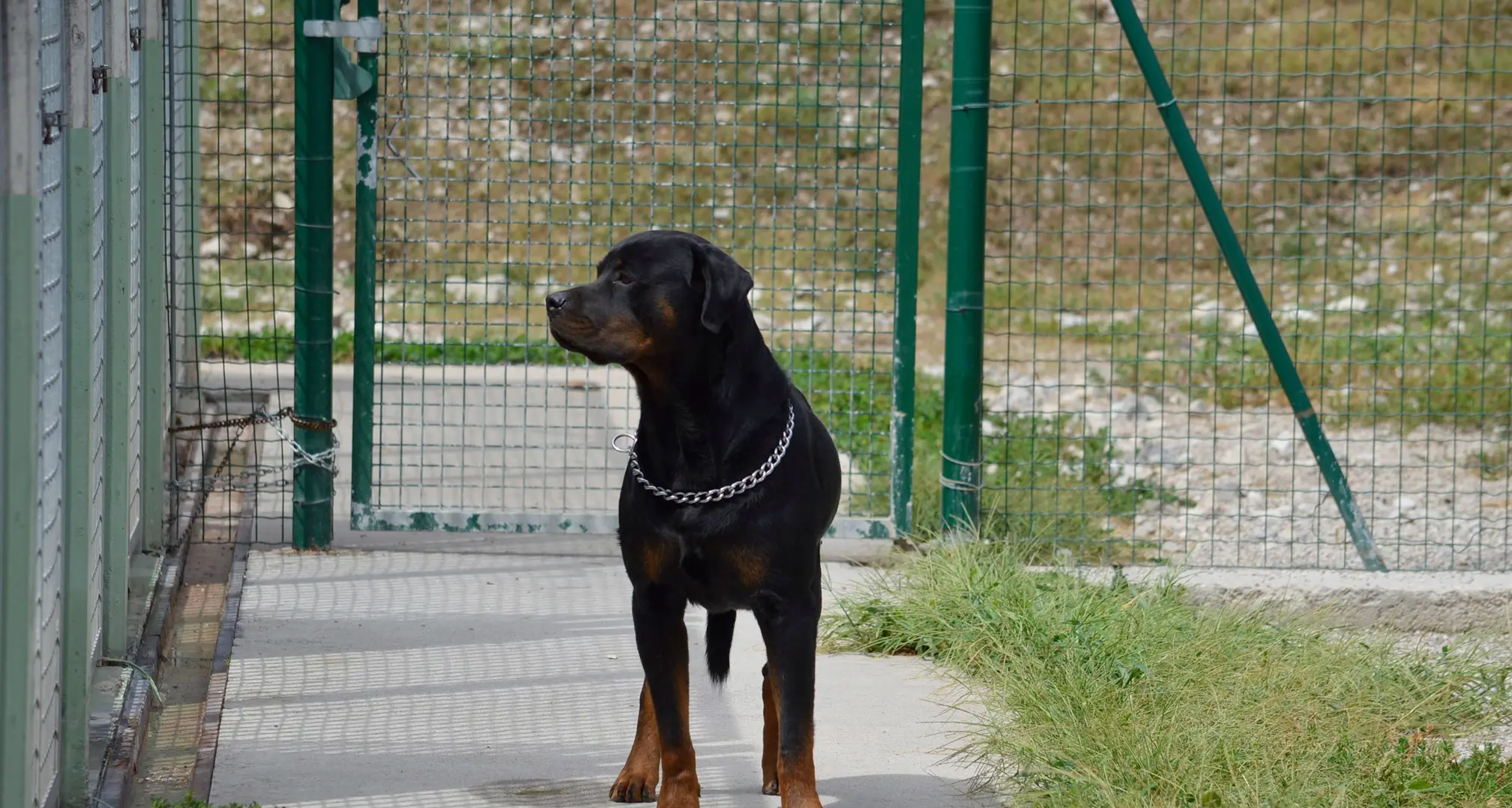 «Felix non sembra pericoloso, non si riduce così un cane»