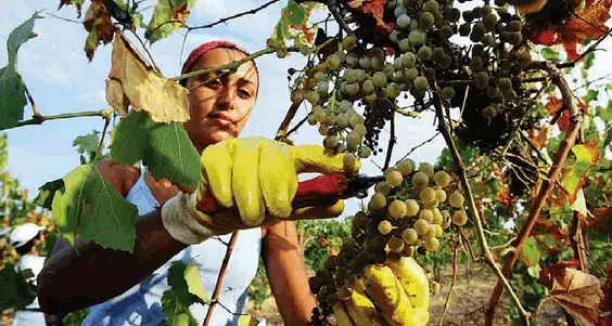 La proposta dei vignaioli: causa crisi, ridurre tutti la produzione del 30 per cento