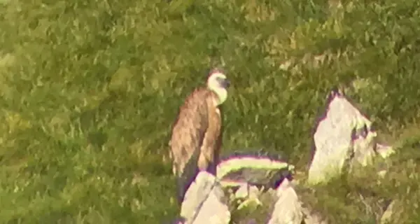 Lo scatto prezioso del cacciatore Un raro grifone in Brenta